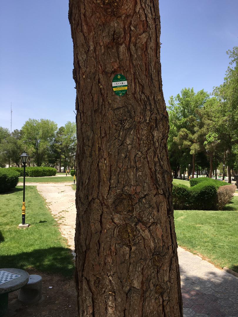 اجرای طرح پلاک کوبی درختان در آباده